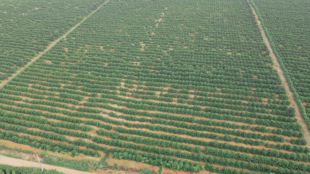 From Highlands to Can Rita Food and Drink CoLtd Visits Vietnams Coffee Gardens in Peak Harvest Season 1