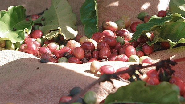 From Highlands to Can Rita Food and Drink CoLtd Visits Vietnams Coffee Gardens in Peak Harvest Season 6